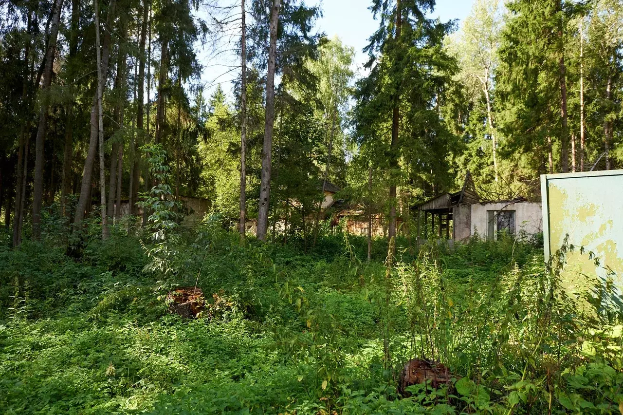 СТАРЫЙ ПИОНЕРЛАГЕРЬ( ДОМИКИ В ЛЕСУ+ ЛЕСОПОВАЛ) 